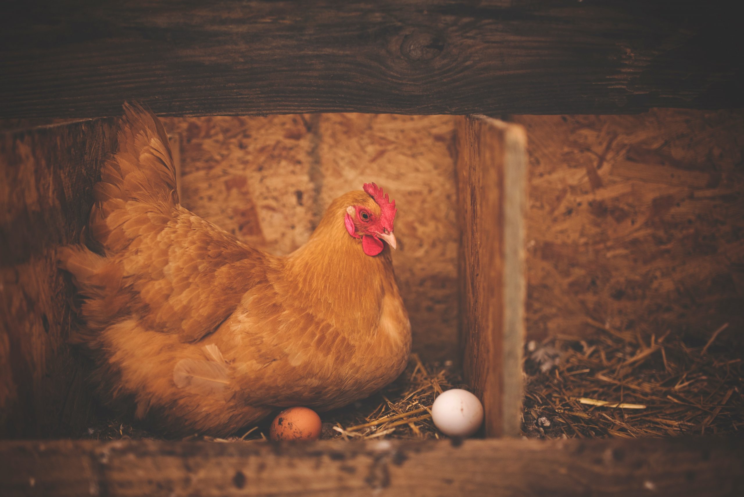 brown-hen-near-white-egg-on-nest-195226